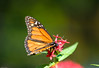 jsalgadoimages > nature / landscape photo